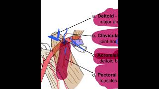 Anatomy UL Axillary Artery Vein Lymph Nodes 8B [upl. by Dieball990]