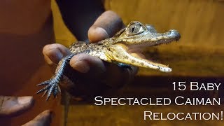 15 Baby Spectacled Caiman Relocation [upl. by Eltsyek260]