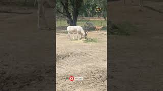 Addax wildlife wildlife shorts [upl. by Suivatnod80]