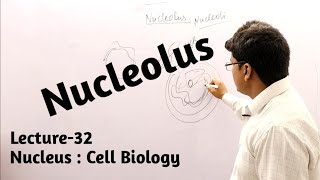 Nucleolus  Nucleus  Cell Biology  Lecture32 [upl. by Mirna]