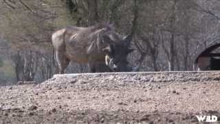 Hunting Warthog with Crossbow in South Africa [upl. by Azerila812]