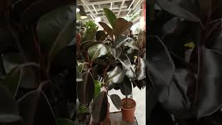 Vlog 1067 Shiny Leaves Of Rubber Plant [upl. by Hilar]