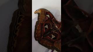 Pawica atlas Attacus atlas pawica atlas attacusatlas attacus motyl cma butterfly [upl. by Allicerp646]