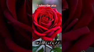 is karam ka karo shukar kasy adhha💖🥀🥀 [upl. by Irbmac589]