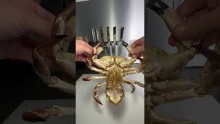 Tourteau crabs crustacean [upl. by Ahseuqram]