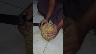 belah duren durian belahduren [upl. by Ardnaeed71]