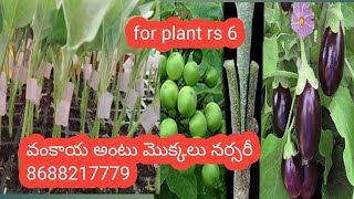 tomato brinjal grafting plants nursery [upl. by Abbotson]