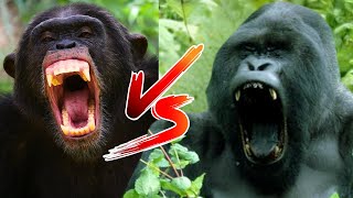 CHIMPANZEE vs GORILLA in Real Life who would win [upl. by Niel]