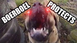 Guard Dogs In Action Boerboel Personal Protection Training [upl. by Agatha]