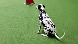 Dalmatian dog Kerttu  Obedience and agility training September 2019 [upl. by Essilec]