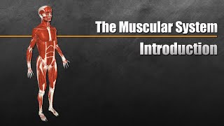 The Muscular System Explained In 6 Minutes [upl. by Pomfrey306]