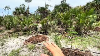 ANOTHER NEW PROJECT  Planting in Picayune Strand State Forest [upl. by Almond]