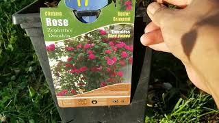 Planting a thornless roseZephirine Drouhin⚘Gracies home and gardens [upl. by Anirtep886]