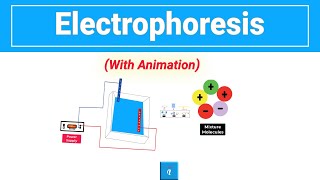 Electrophoresis [upl. by Venuti]