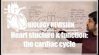 Biology revision Heart structure and the cardiac cycle [upl. by Kabob510]