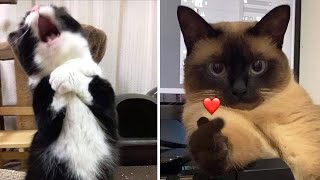 Compilation New Funniest Cat Videos 😹 You laugh You Lose 🤣 Best of Funny Cat Videos 😂 [upl. by Carnes99]