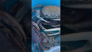 Increíbles dinosaurios Jueyes azules de Puerto RICO viralvideo crab puerto [upl. by Renae]