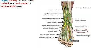 Anterior Tibial Artery  Dr Ahmed Farid [upl. by Adnohsirk]