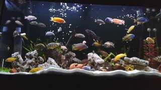 acuario comunitario 350ltrs ciclidos africanos variados [upl. by Sirromad164]