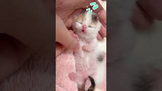 Cute Moment of Kitten Sleeping Soundly in Hand with Instrumental Music shorts kitten sleep [upl. by Corsetti]