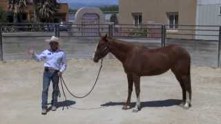 Why I dont like brushing horses [upl. by Bickart]