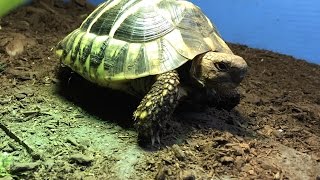 Hermanns Tortoise Care Testudo hermanni [upl. by Raual]