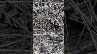 Picayune Strand WMA Rattle snake 030724 [upl. by Annhej]