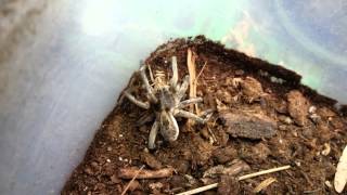 Wolf Spider Pounces on Prey [upl. by Ahsenre441]