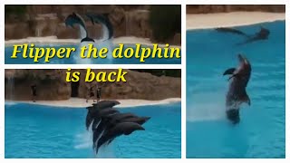 Flipper the dolphin is back flipper kidsfun dolphins [upl. by Fulton]