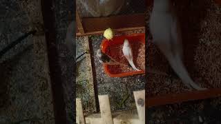 Australian budgie parrots staus black and red eyes winter ❄️ season breeding formula get more parrot [upl. by Nikkie760]