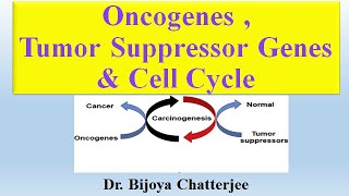 Oncogenes Tumor Suppressor Genes and Cell Cycle [upl. by Irtimed575]