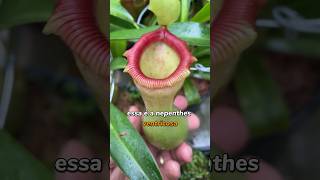 Olha só que linda essa ventricosa plantascarnivoras plantacarnivora [upl. by Ayote]