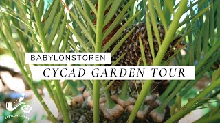 Babylonstorens Cycad Garden Tour [upl. by Tiga642]