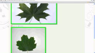 Tutoriel pour PlantNetID [upl. by Yancey]