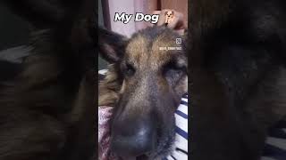 Others Dog VS My Dog 🐶  My German Shepherd ❤  shorts youtubeshorts youtubeshorts [upl. by Eeb386]