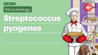 Streptococcus pyogenes Infection Fundamentals  USMLE Step 1  Sketchy Medical [upl. by Madelina]