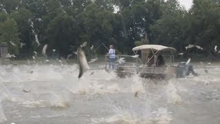 quotSilent Invadersquot Asian Carp 2013 [upl. by Hoffmann]