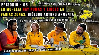 EPISODIO 08 EN MORELIA HAY PUMAS Y LINCES EN VARIAS ZONAS BIOLOGO ARTURO ARMENTA [upl. by Graves672]