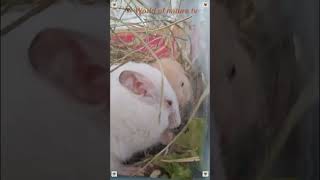 Funny Syrian Hamsters Are Eating 🐹🐭 Closeup Video  World of nature tv 📸 [upl. by Yrtsed286]