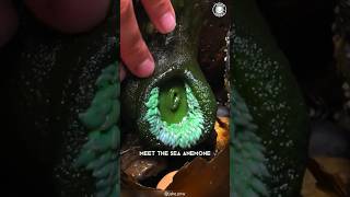 Sea Anemone 🪸 Rare Creature with Bite [upl. by Nohsyar]