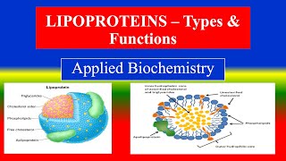 LIPOPROTEINS – Types amp Functions   Applied Biochemistry  For BSC Nursing [upl. by Natale]