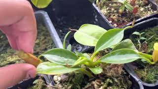 Nepenthes hybrid spotlight Nepenthes lowii x campanulata [upl. by Robinetta]