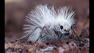 Spektakuläre Ameisen  Kluge Kolonie Insekten  Bedeutung für Medizin Natur Küche  Doku 2018 HD [upl. by Einittirb]