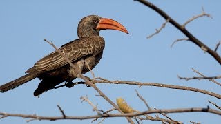 Birds of Savanna  Birds of Africa IV [upl. by Ramey]