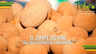 El Zapote Costeño Una Fruta Exótica que Toma Impulso  TvAgro por Juan Gonzalo Angel [upl. by Annahgiel]