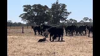 Jerilderie Working Dog Auction 2024 Lot 20  Sugar WORKING CATTLE [upl. by Tamarra729]