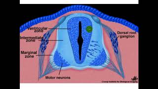 Embryology  ectodermal derivatives [upl. by Maryjo]