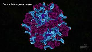 Pyruvate Dehydrogenase  HHMI BioInteractive Video [upl. by Emery]