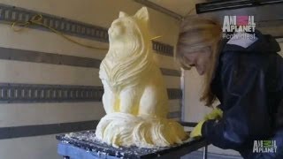 A Cat Sculpture Made out of Butter  Internet Cat Video Festival [upl. by Eniamrehc]