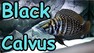 Black Calvus  Altolamprologus calvus [upl. by Eireva]